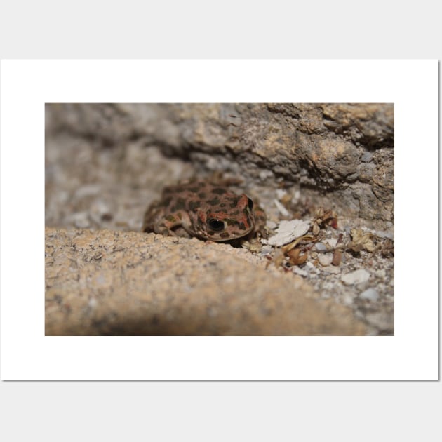 European Green Toad Wall Art by Johannes T. Evans